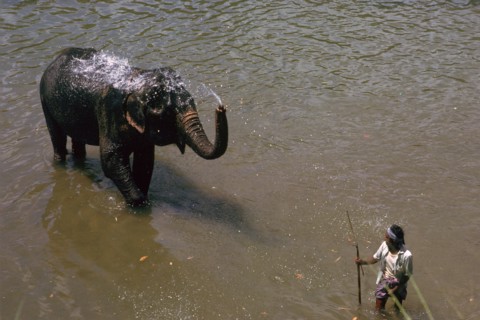 Elephant cooling off in a river in Sri Lanka. Artist: CM Dixon Artist: Unknown