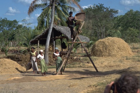 Sri Lankan villagers winnowing rice. Artist: CM Dixon Artist: Unknown
