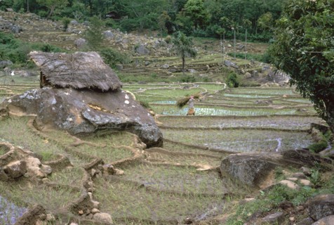 Paddy fields in Sri Lanka. Artist: CM Dixon Artist: Unknown