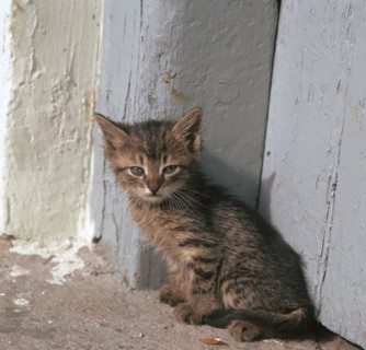Kitten in Heracleion.