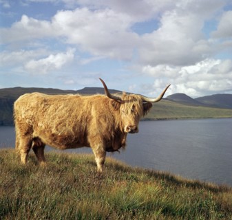 Highland cows on the Isle of Skye.
