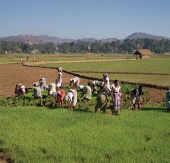 Planting rice in Sri Lanka.