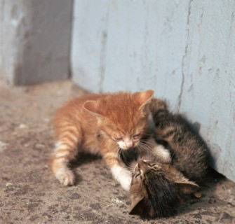 Kittens in Heracleion, Crete.