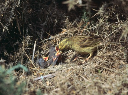 Yellowhammer and a nest. Artist: Unknown