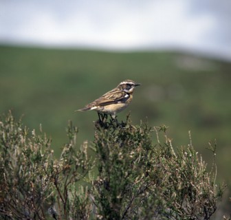 Male Whinchate.