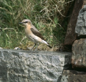 Wheatear.