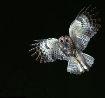 Tawny Owl in flight.