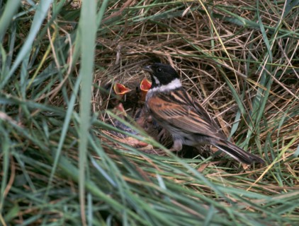 Male Reed Bunting at a nest.