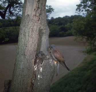 Kestrel at nest.