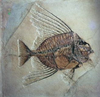 Fossil of Acantonemus Subaureus. Artist: Unknown