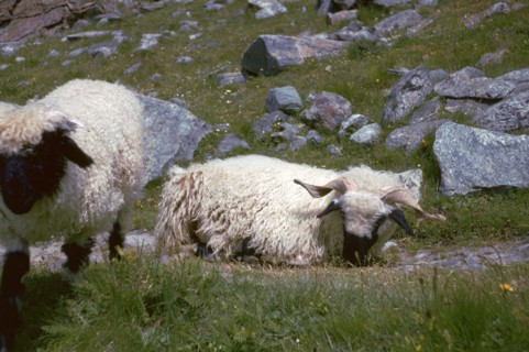 Mountain sheep in Switzerland. Artist: Unknown