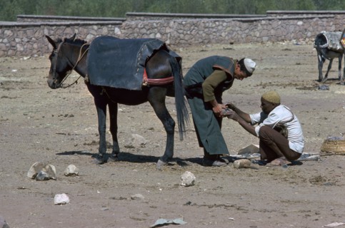 Shoeing of a mule at the Berber market south of Marrakech.