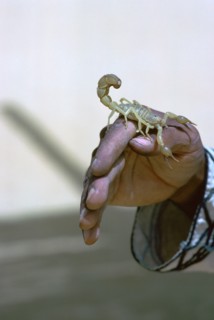 Scorpion.