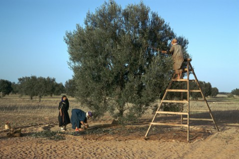 Olive picking in Tunisia.
