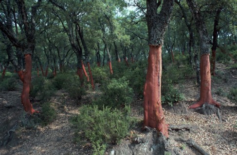 Cork Oak Trees.