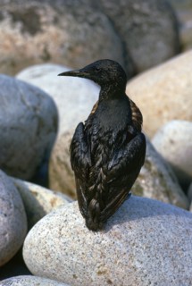 Oil pollution in Cornwall.