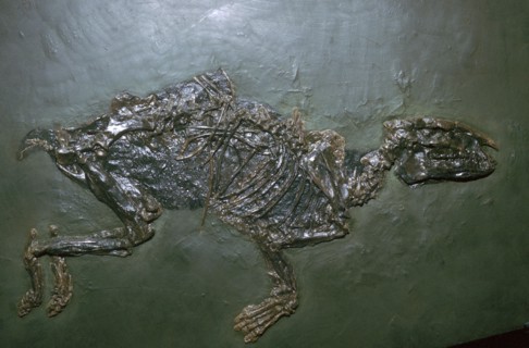 Primitive Horse Fossil. Artist: Unknown