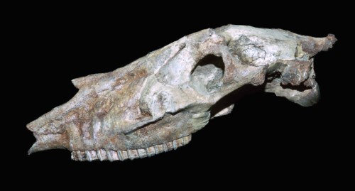 Fossil skull of a primitive horse. Artist: Unknown