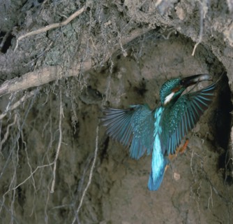 Kingfisher and worm.