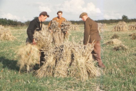 Stooking Corn Wheat in August, Yorkshire, c1960. Artist: CM Dixon.