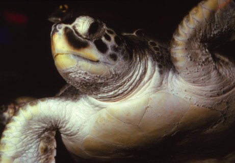 Loggerhead Turtle, (Caretta Caretta), 20th century. Artist: CM Dixon.