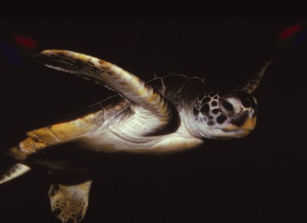 Loggerhead Turtle, (Caretta Caretta), 20th century. Artist: CM Dixon.