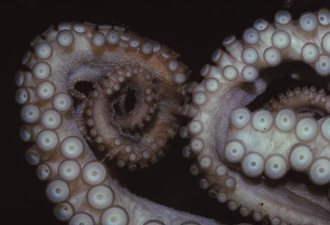 Octopus (Octopus vulgaris), Tentacles, 20th century. Artist: CM Dixon.