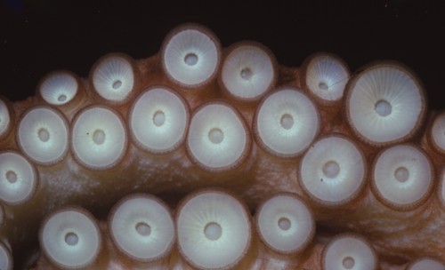 Suckers on tentacles of Octopus Vulgaris, 20th century. Artist: CM Dixon.