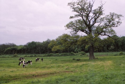 Bosworth Field. Leicestershire, England, 20th century. Artist: CM Dixon.