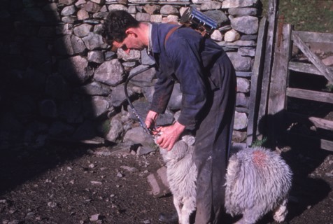 Sheep Farmer giving worm treatment to Ewe, English Lake District, c1960. Artist: CM Dixon.