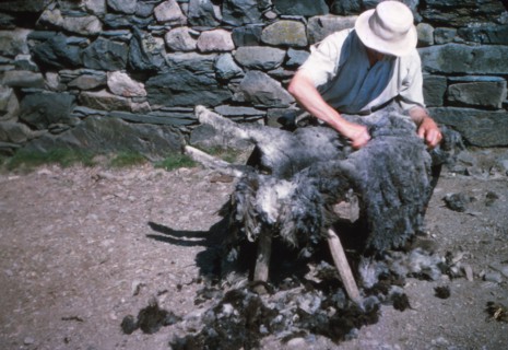 Shearing a sheep by hand, Lake District, c1960s. Artist: CM Dixon.
