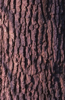 Oak Tree Bark, 20th century. Artist: CM Dixon.