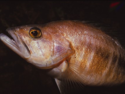 Sea Perch, 20th century. Artist: CM Dixon.
