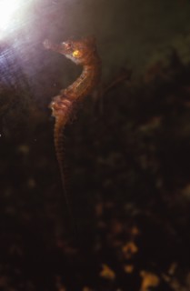 Seahorse, (Hippocampus), 20th century. Artist: CM Dixon.