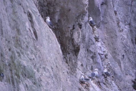 Black-legged kittiwakes (Rissa Tridactyla) Nesting on Chalk Cliff, Kent, 20th century. Artist: CM Dixon.