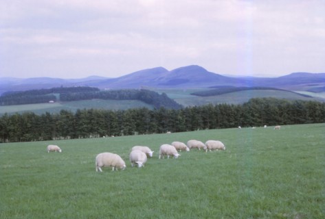 Cheviots, South of Jedburgh, Scotland, 20th century. Artist: CM Dixon.