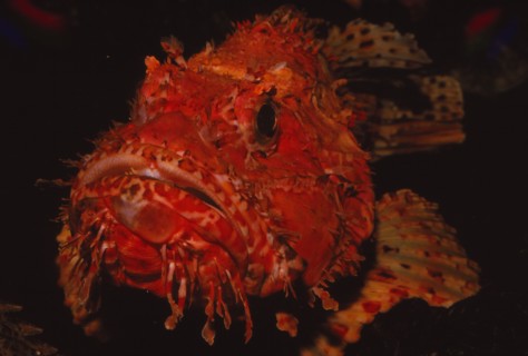 Scorpion Fish, (Peixe Carneiro), 20th century. Artist: CM Dixon.