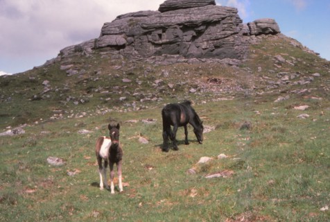Dartmoor Ponies and Granite Tor, Kestor Rock, Dartmoor, Devon, 20th century. Artist: CM Dixon.