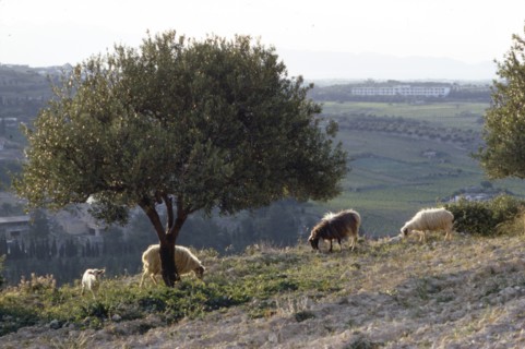 Sheep near Knossos with Olive tree in April at dusk, Crete, c20th century. Artist: CM Dixon.