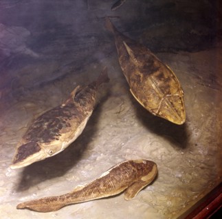 Ostracaderms, (Jawless Fish) from West of England, Early Devonian. Artist: Unknown.