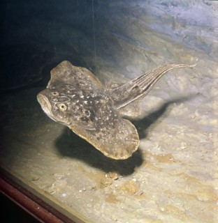 Fish of Early Devonian Era, Gemuendina Stuertzi, Prussia. Artist: Unknown.