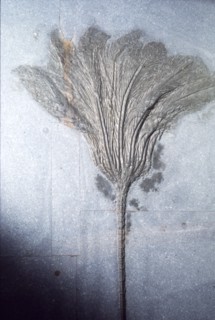 Fossil. Crinoid Lily, Ordovician to Pleistocene period, c450 million-10,000 BC. Artist: Unknown.