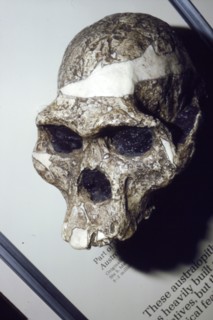 Skull of Australopithecus Africanus from Sterkfontein, South Africa, 3 to 2 million years BC. Artist: Unknown.