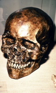 Reconstructed Skull of Cromagnon Man, c20th century. Artist: Unknown.