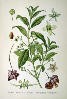 European spindle tree, 1893. Artist: Unknown