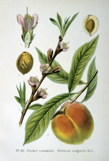 Common peach, 1893. Artist: Unknown