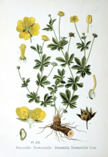 Tormentil, 1893. Artist: Unknown