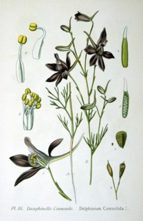 Larkspur, 1893. Artist: Unknown