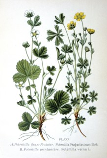 Barren strawberry and spring cinquefoil, 1893. Artist: Unknown