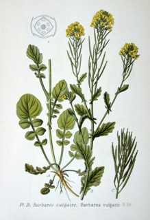 Yellow rocket, 1893. Artist: Unknown